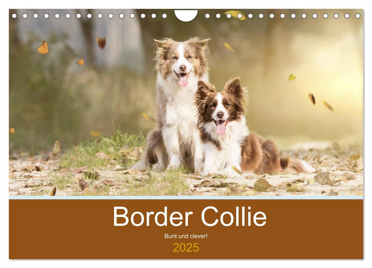 Cover: 9783435191802 | Border Collie - Bunt und clever! (Wandkalender 2025 DIN A4 quer),...