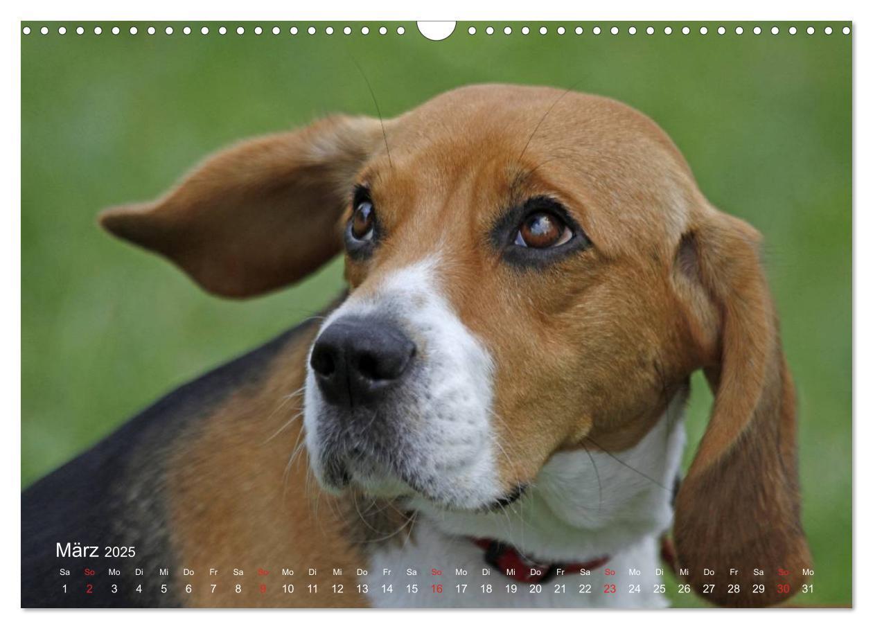 Bild: 9783435746569 | Beagle (Wandkalender 2025 DIN A3 quer), CALVENDO Monatskalender | Berg