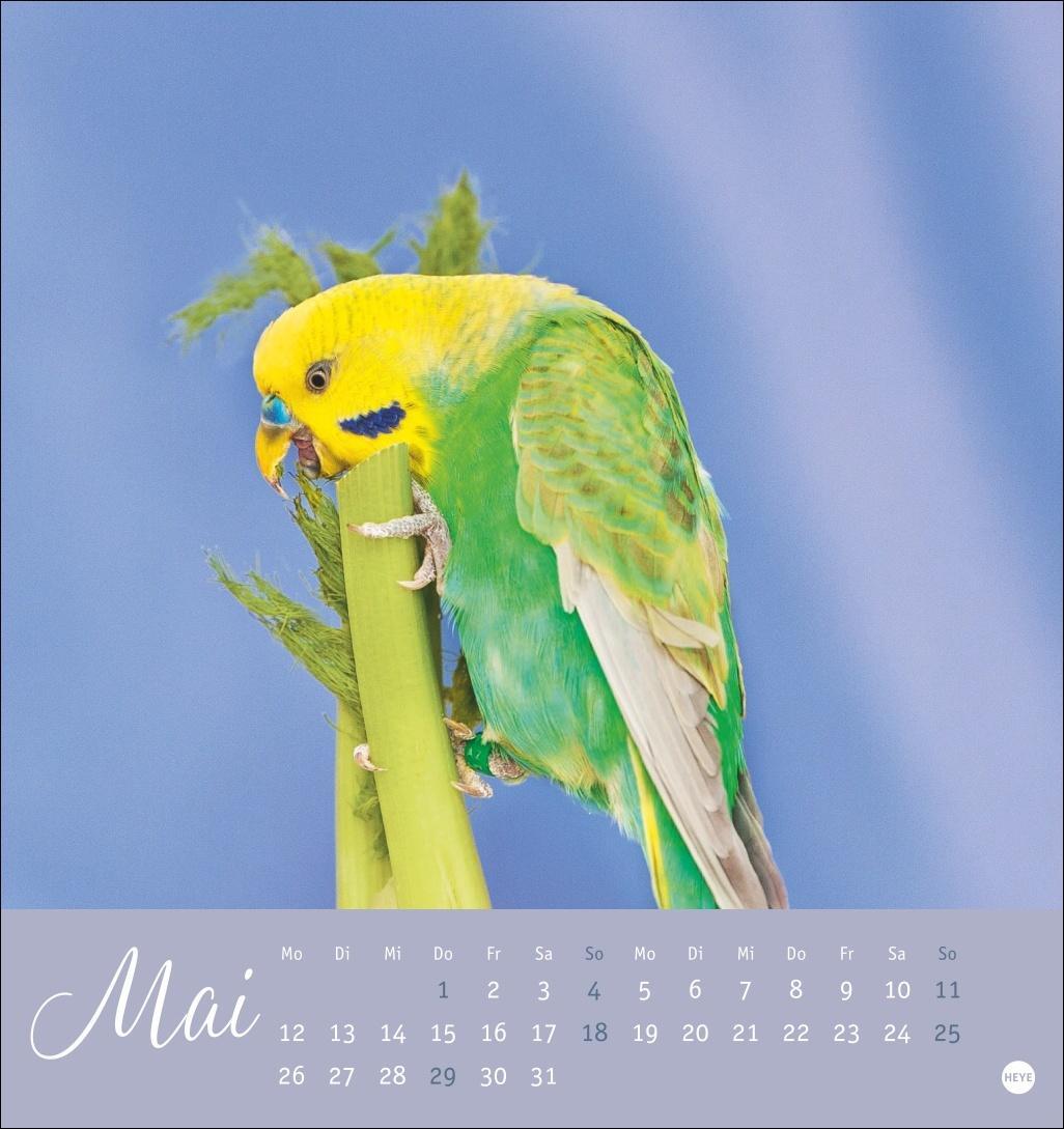 Bild: 9783756407095 | Freche Wellensittiche Postkartenkalender 2025 | Kalender | 13 S.