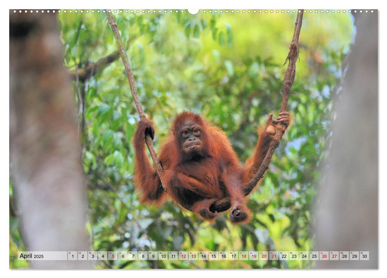 Bild: 9783435227280 | Orang Utans: Zu Besuch im Regenwald (Wandkalender 2025 DIN A2...