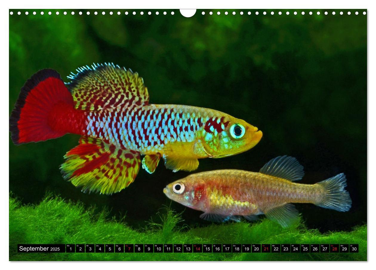 Bild: 9783435521715 | Bunte Fische der Welt - Killifische (Wandkalender 2025 DIN A3...