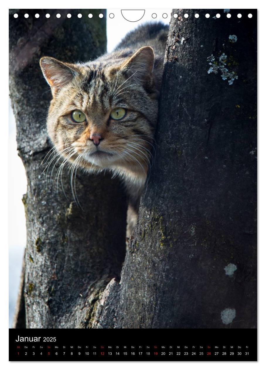 Bild: 9783457010372 | Wildkatzen - scheue Jäger (Wandkalender 2025 DIN A4 hoch), CALVENDO...