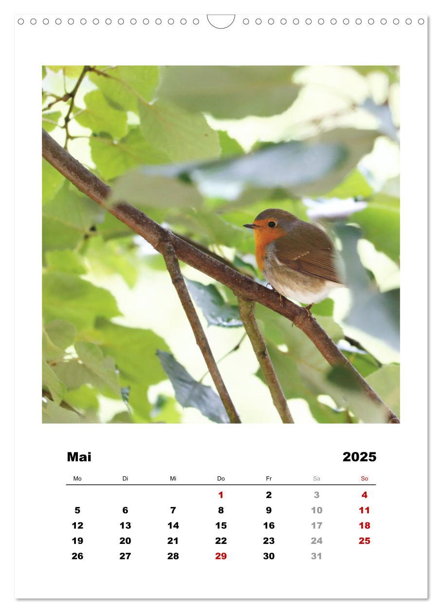 Bild: 9783435929627 | Rotkehlchen, süße kleine Knutschkugeln (Wandkalender 2025 DIN A3...