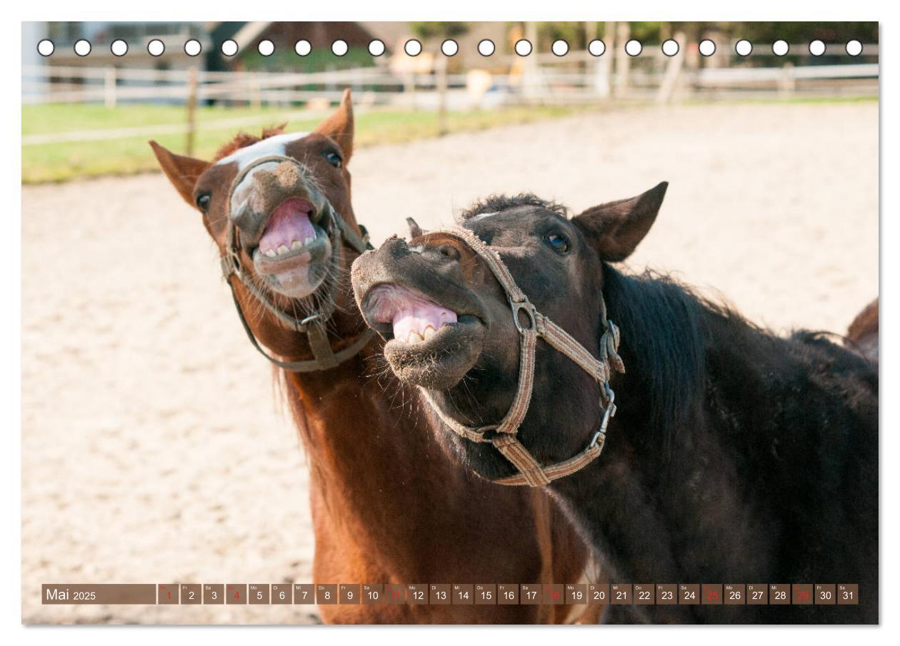 Bild: 9783435190683 | Das Lachen der Pferde - Lustige Gesichter (Tischkalender 2025 DIN...