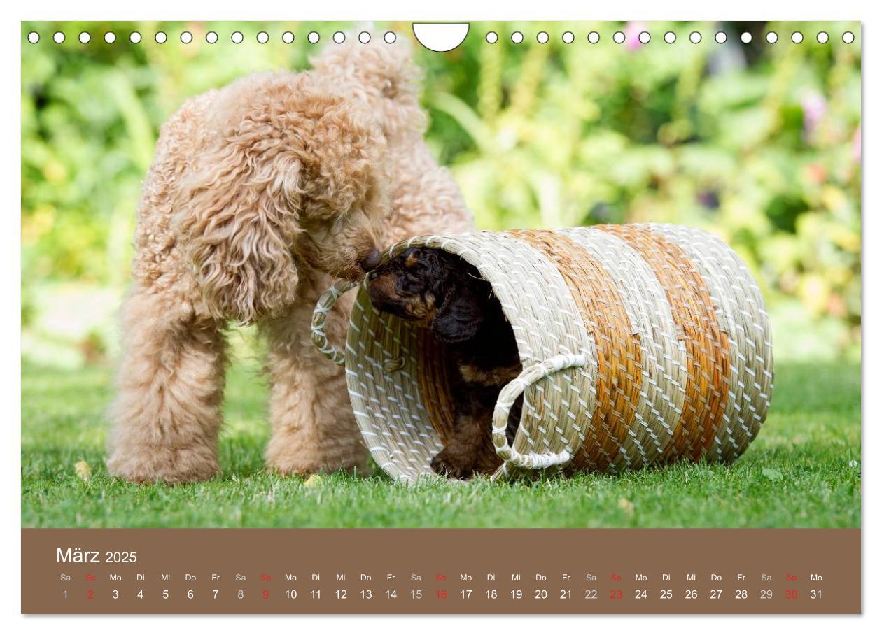 Bild: 9783435743131 | Pudel (Wandkalender 2025 DIN A4 quer), CALVENDO Monatskalender | Noack