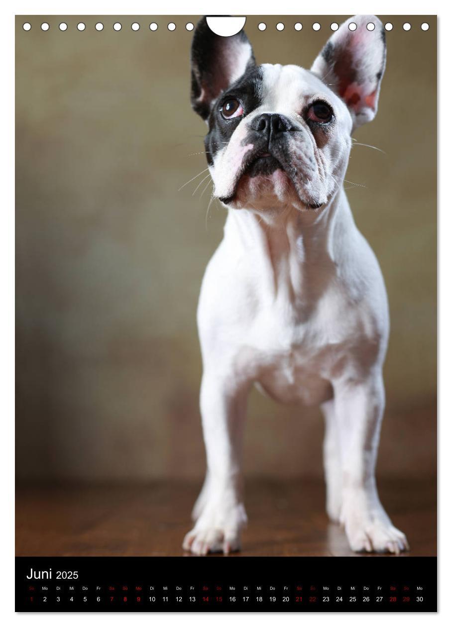 Bild: 9783457003756 | Bullys mit Charme - Französische Bulldoggen im Portrait...