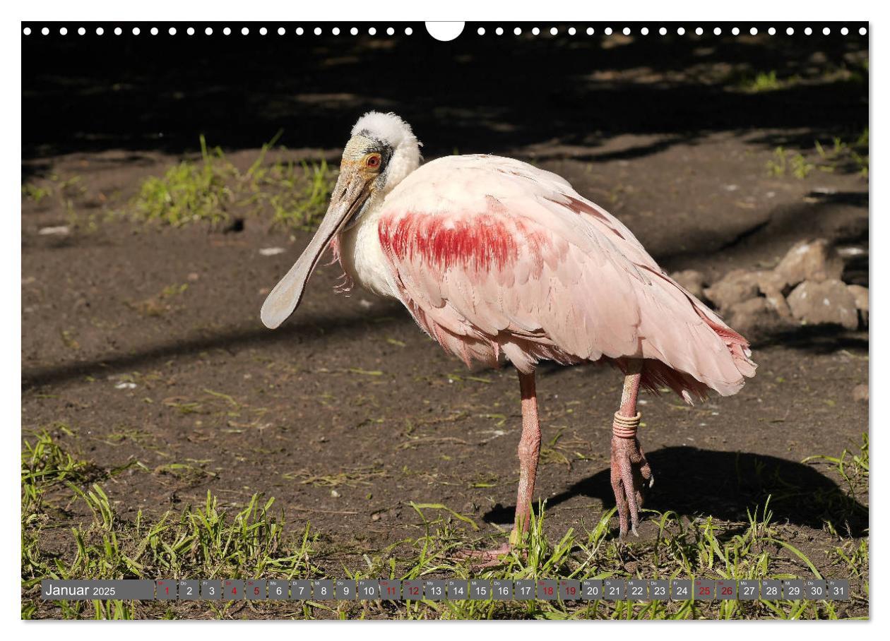 Bild: 9783435362141 | Weltvogelpark Walsrode - Die Vielfalt der Vogelarten (Wandkalender...