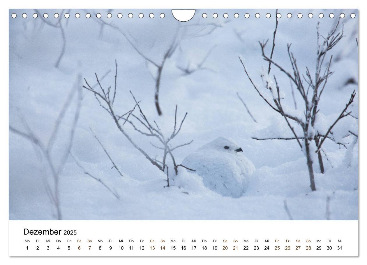 Bild: 9783435354986 | Finnland: eine tierische Entdeckungsreise (Wandkalender 2025 DIN A4...