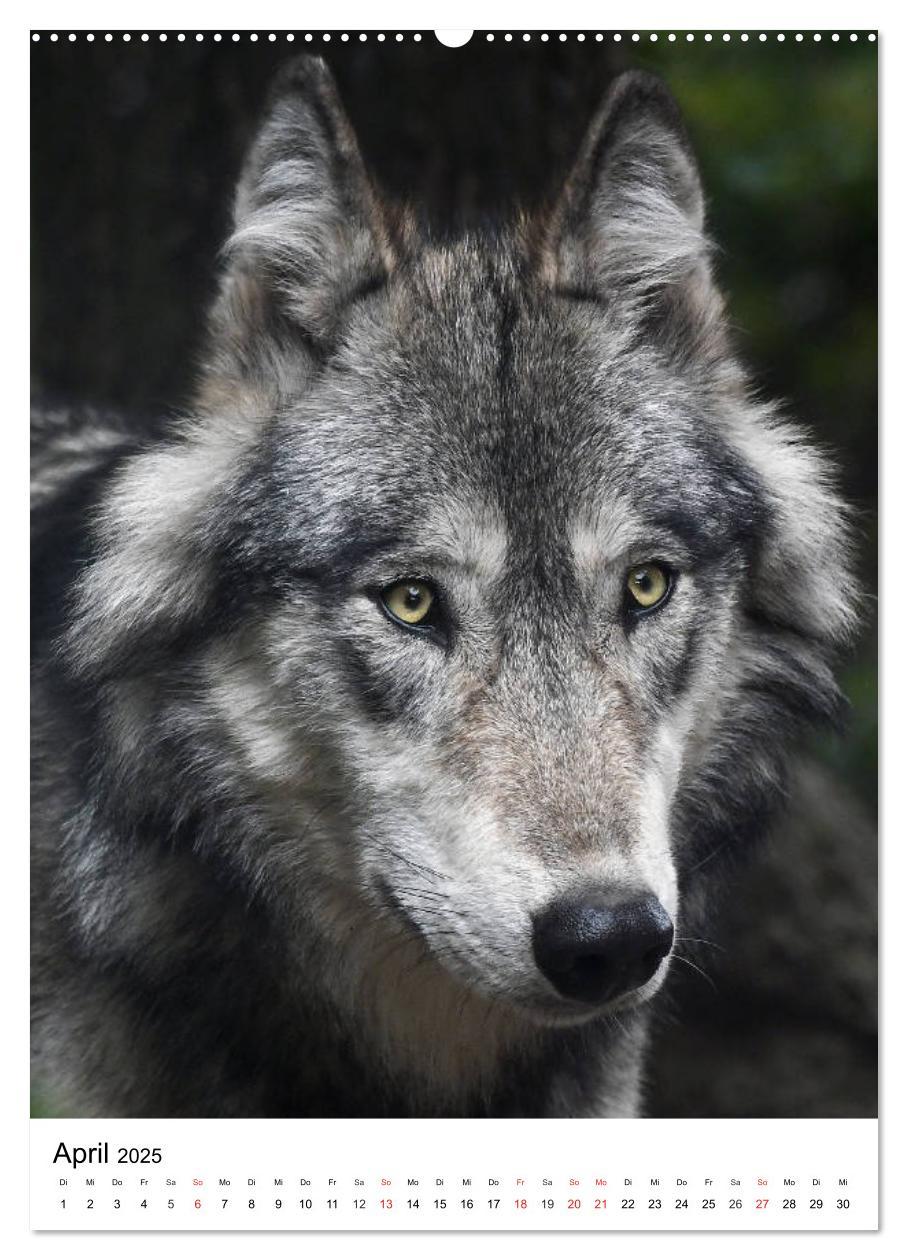 Bild: 9783457065587 | Wolf-Gesichter (Wandkalender 2025 DIN A2 hoch), CALVENDO...