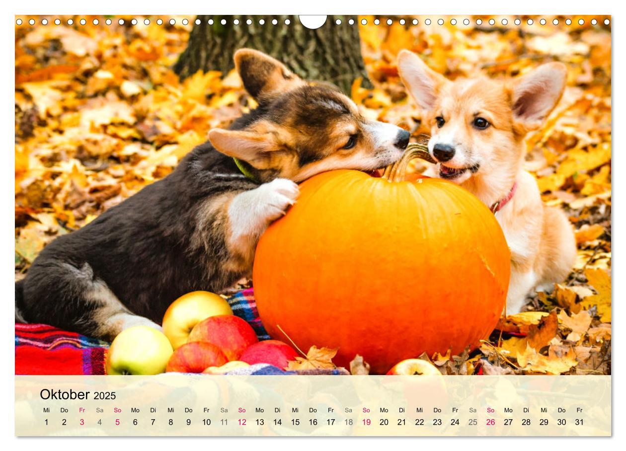 Bild: 9783435019809 | Welsh Corgi. Zauberhafter Dickkopf auf kurzen Beinen (Wandkalender...