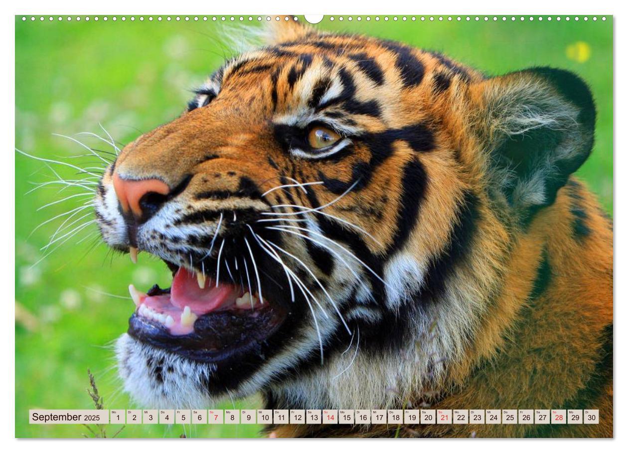 Bild: 9783435738168 | Tiger. Gestreift, wild u. schön (Wandkalender 2025 DIN A2 quer),...