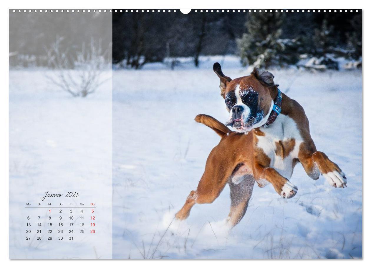 Bild: 9783435822409 | Deutscher Boxer 2025 (Wandkalender 2025 DIN A2 quer), CALVENDO...