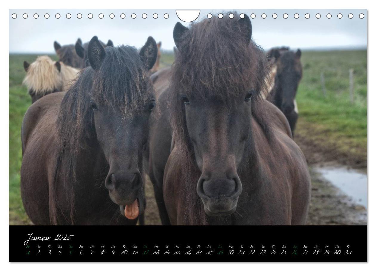 Bild: 9783435785032 | Charakterköpfe Islandpferde (Wandkalender 2025 DIN A4 quer),...