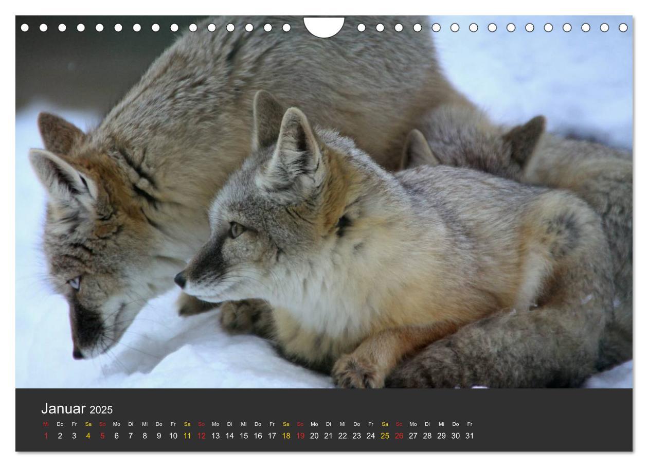 Bild: 9783435778942 | Tierpark-Gera (Wandkalender 2025 DIN A4 quer), CALVENDO Monatskalender