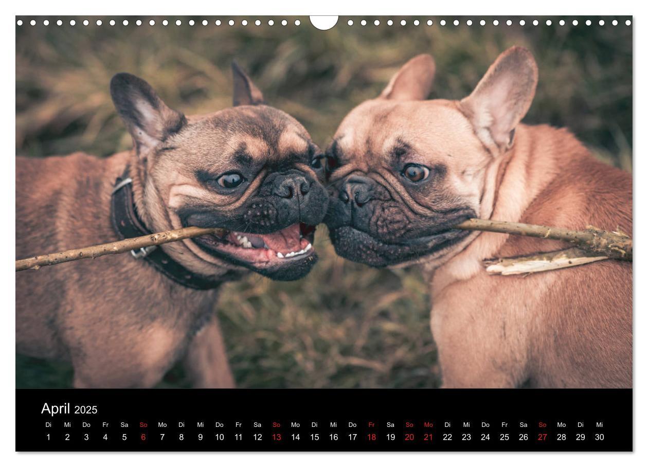 Bild: 9783435301775 | French Bulldog aktiv, verspielt, sportlich (Wandkalender 2025 DIN...