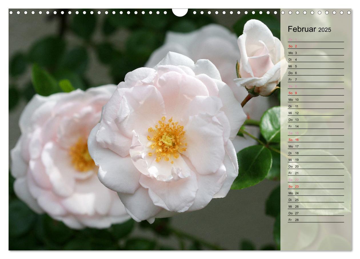 Bild: 9783457167700 | Rosensommer (Wandkalender 2025 DIN A3 quer), CALVENDO Monatskalender