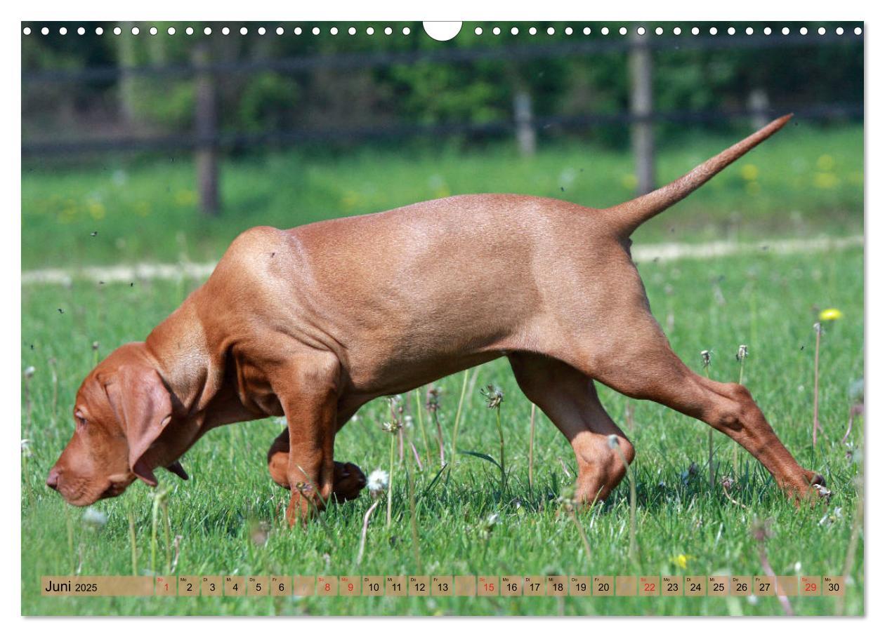 Bild: 9783435794508 | Magyar Vizsla - Vielseitiger Jagdhund mit Familienanschluss...