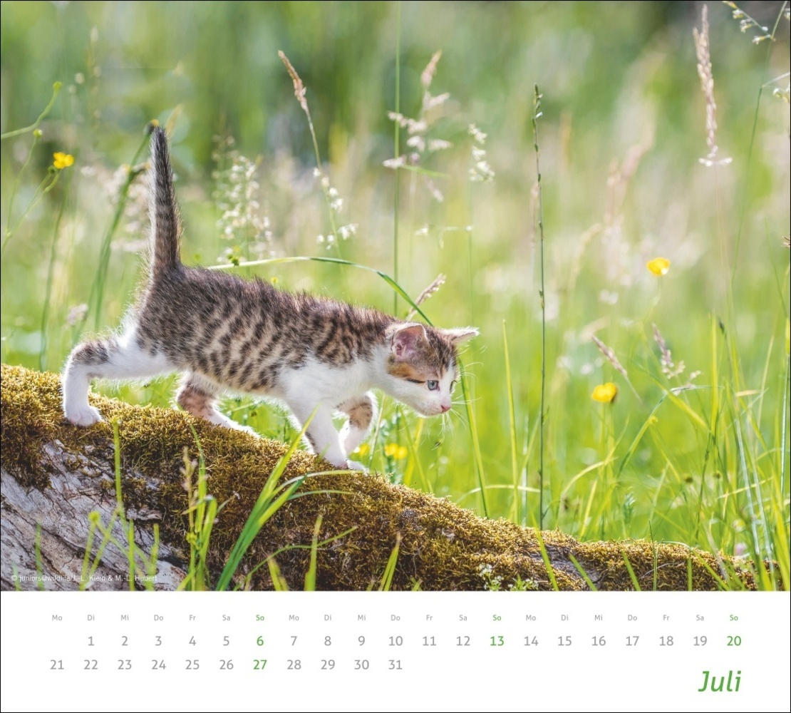 Bild: 9783756406852 | Katzen Bildkalender 2025 | Kalender | Spiralbindung | 14 S. | Deutsch