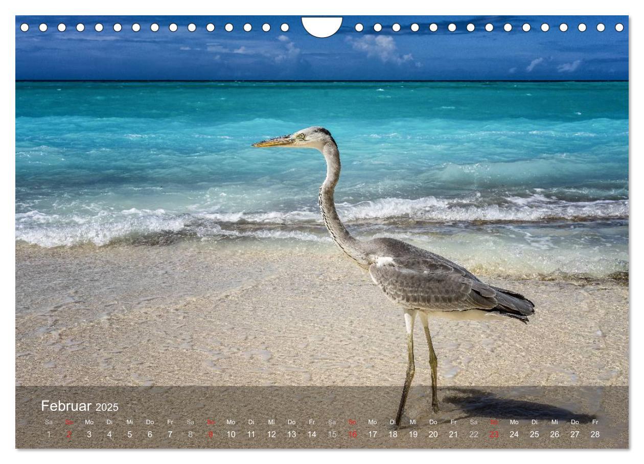 Bild: 9783435620067 | Malediven Impressionen aus dem Paradies (Wandkalender 2025 DIN A4...