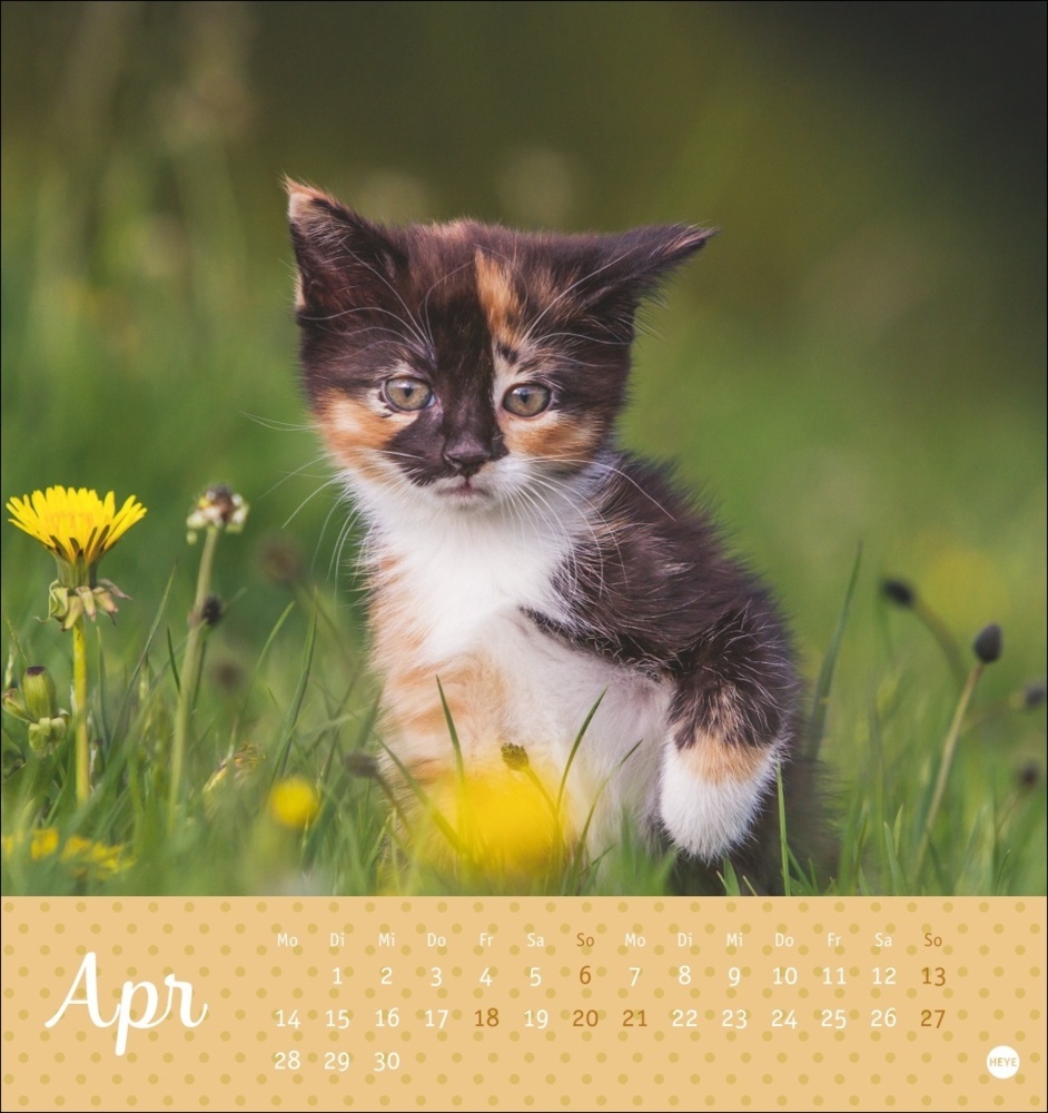 Bild: 9783756407026 | Katzen Postkartenkalender Kleine Tiger 2025 | Kalender | Spiralbindung