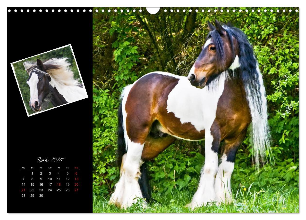 Bild: 9783435747764 | Irish Tinker (Wandkalender 2025 DIN A3 quer), CALVENDO Monatskalender