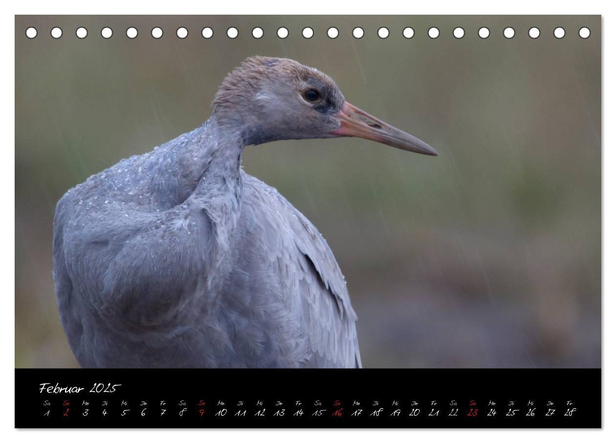 Bild: 9783435808489 | Kraniche - Vögel des Glücks (Tischkalender 2025 DIN A5 quer),...