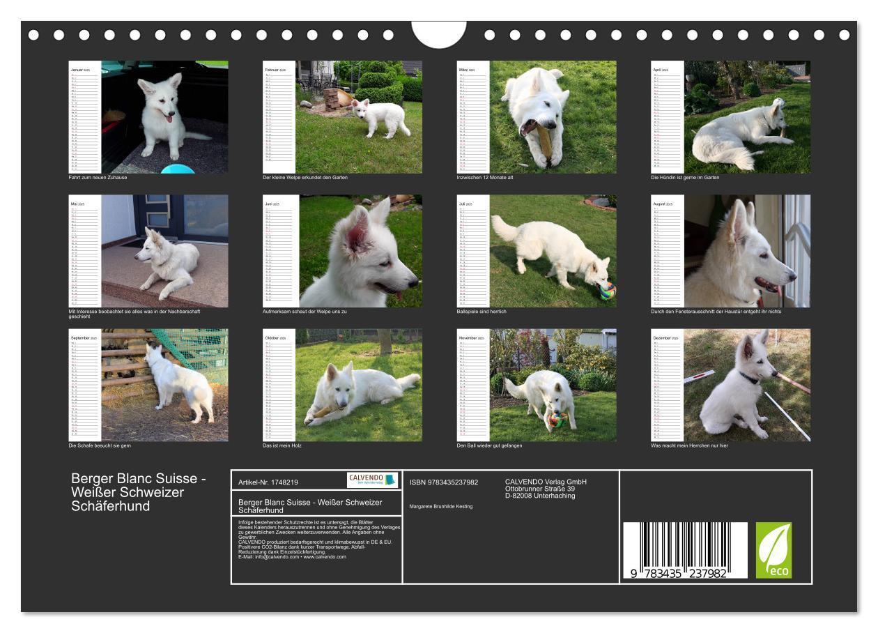 Bild: 9783435237982 | Berger Blanc Suisse - Weißer Schweizer Schäferhund (Wandkalender...