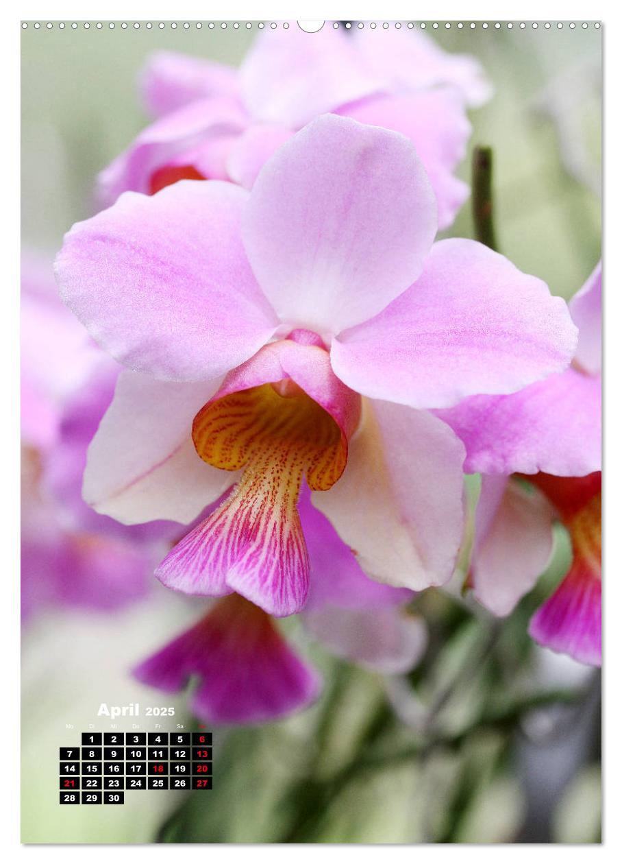 Bild: 9783435942480 | Kleine Orchideenschätze (Wandkalender 2025 DIN A2 hoch), CALVENDO...