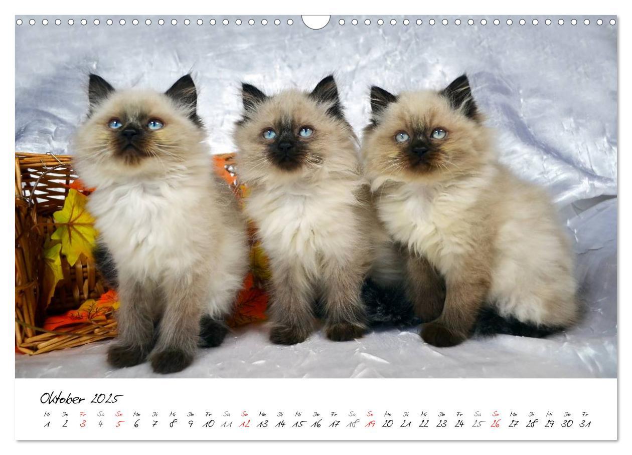 Bild: 9783435606207 | Katzenparade (Wandkalender 2025 DIN A3 quer), CALVENDO Monatskalender