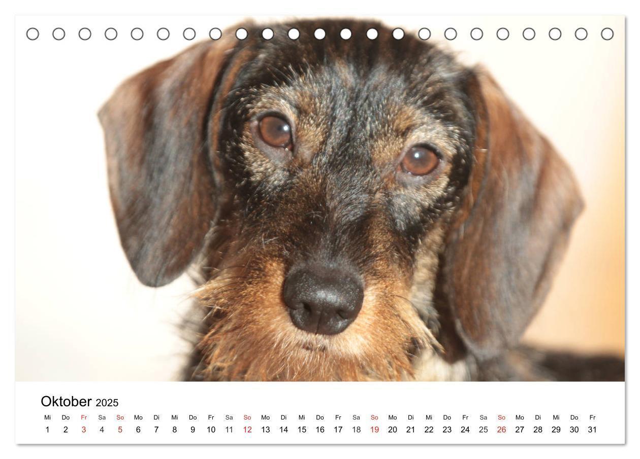 Bild: 9783435170203 | Ein Dackelkind blickt zurück (Tischkalender 2025 DIN A5 quer),...