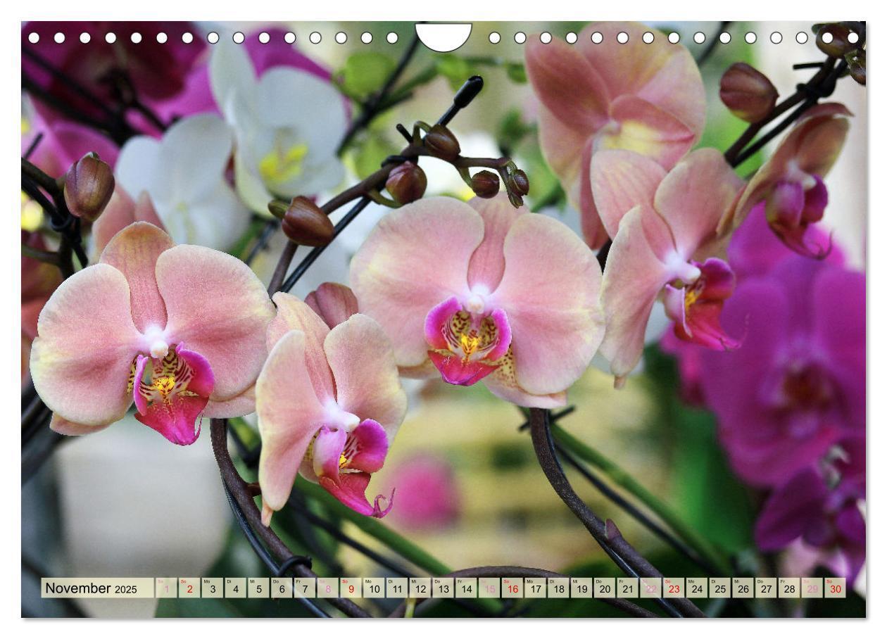 Bild: 9783383765049 | Beliebte Orchideen (Wandkalender 2025 DIN A4 quer), CALVENDO...