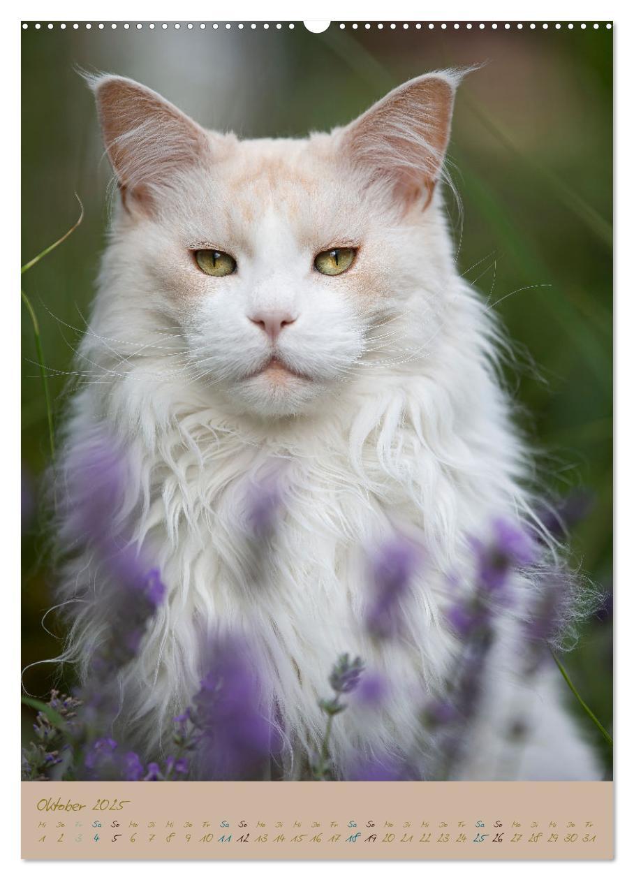 Bild: 9783435891245 | Plüschige Katzen im Garten (Wandkalender 2025 DIN A2 hoch),...