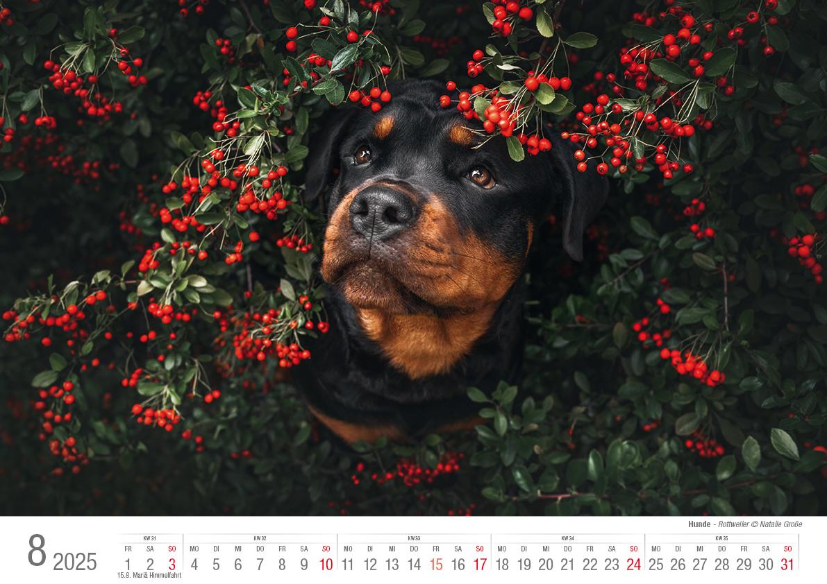 Bild: 9783965352346 | Hunde 2025 Bildkalender A3 quer - Natalie Große | Holger Klaes | 2025