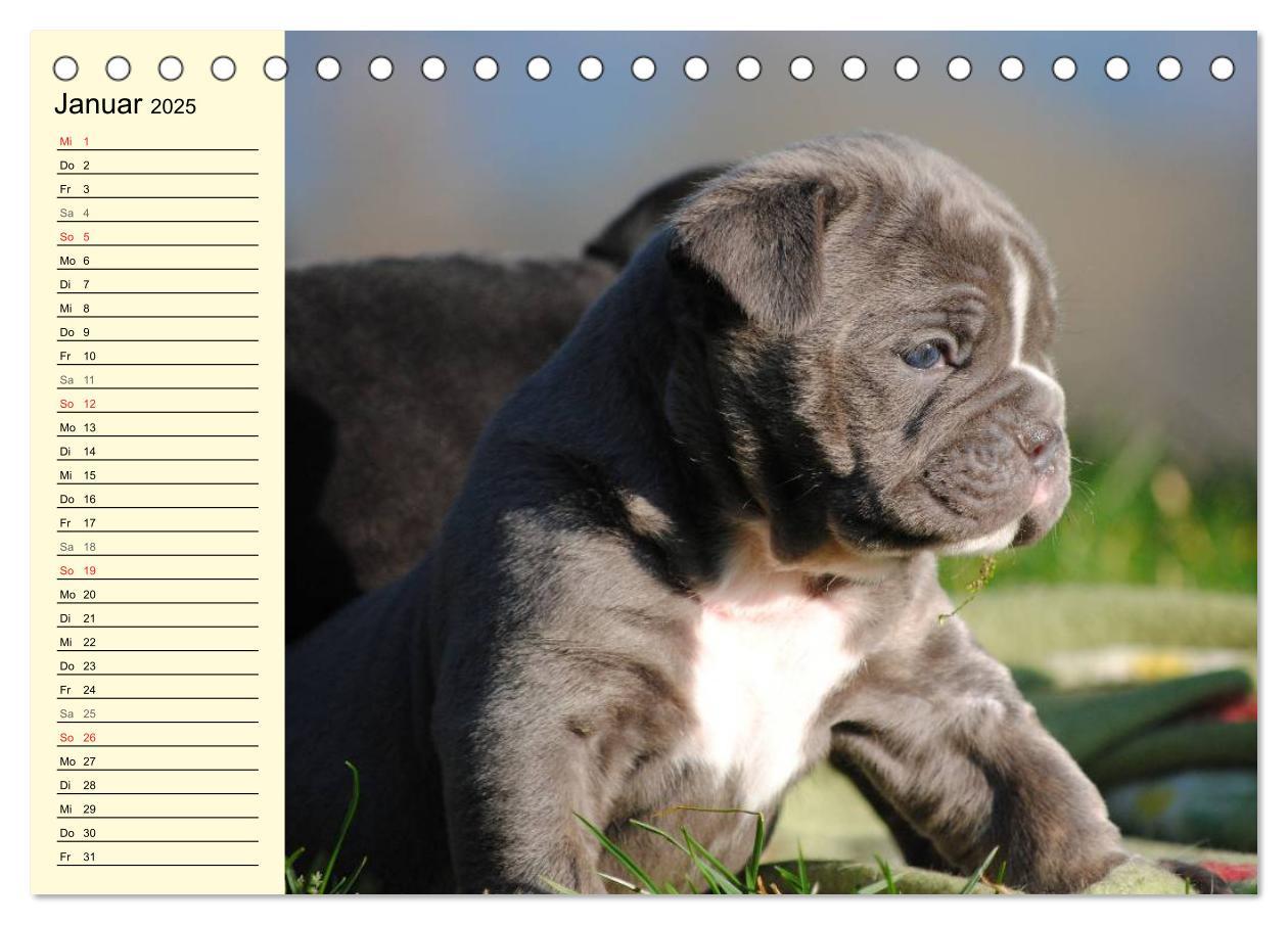 Bild: 9783435533497 | Bulldoggen-Moppelchen (Tischkalender 2025 DIN A5 quer), CALVENDO...