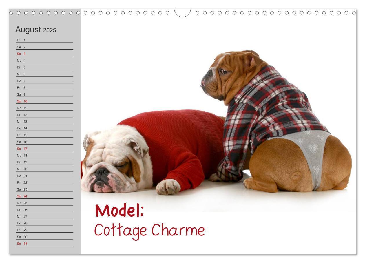 Bild: 9783435539048 | English Bulldog XXL Models (Wandkalender 2025 DIN A3 quer),...