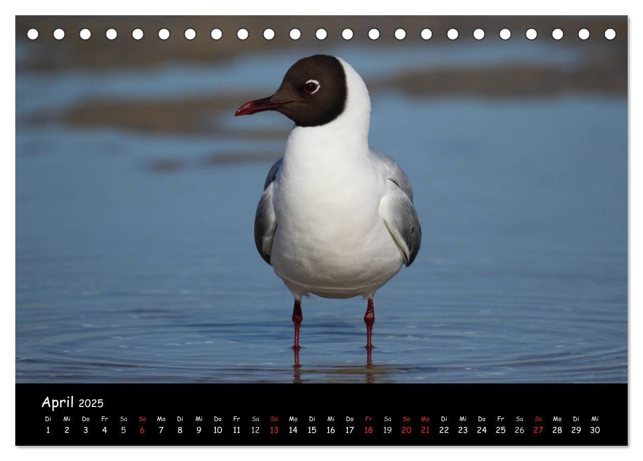 Bild: 9783435605958 | Vögel der Nordseeküste (Tischkalender 2025 DIN A5 quer), CALVENDO...