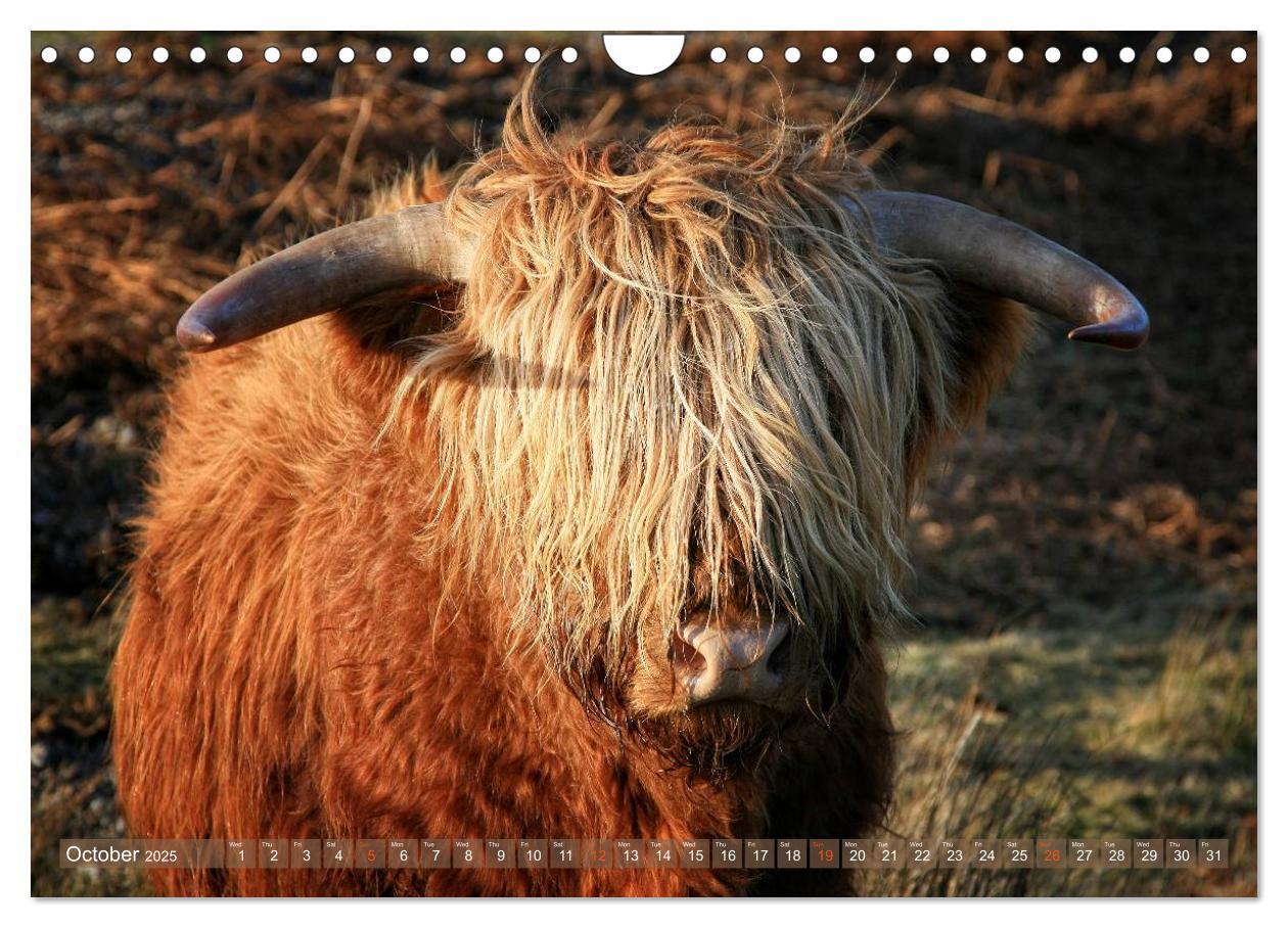 Bild: 9781325994274 | Highland Cattle - Native Breed of Scotland (Wall Calendar 2025 DIN...