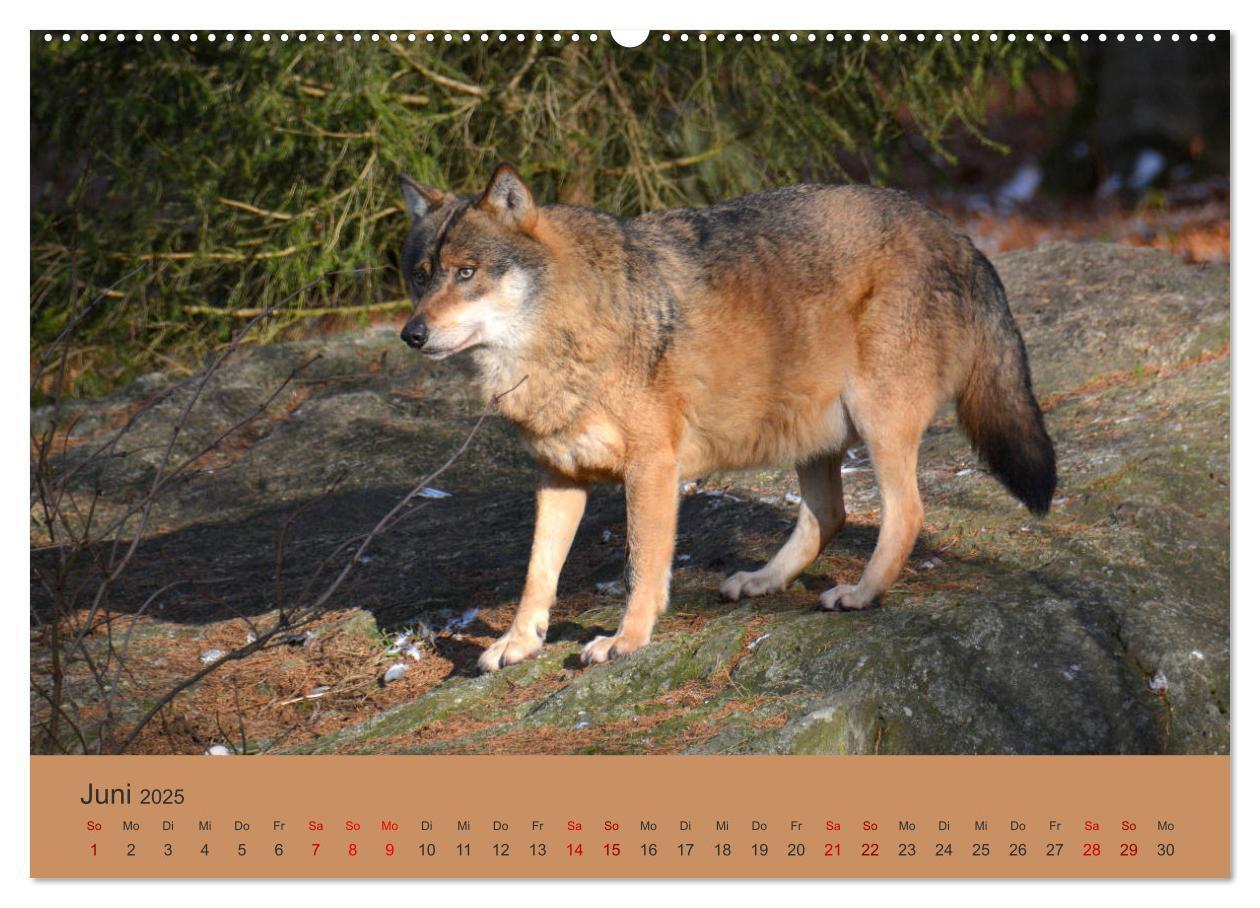 Bild: 9783435392995 | Begegnungen DER WOLF (Wandkalender 2025 DIN A2 quer), CALVENDO...