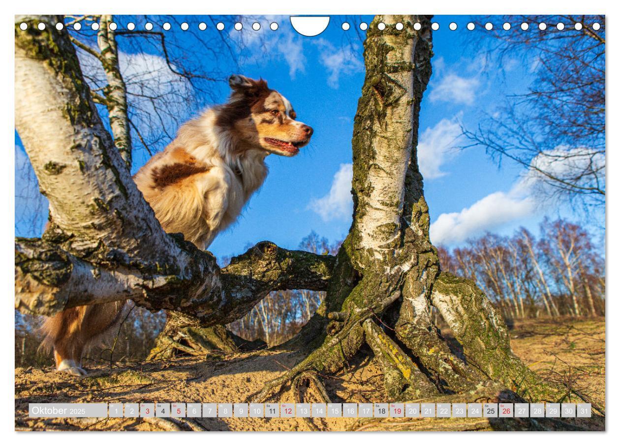 Bild: 9783435547548 | Australian Shepherd 2025 (Wandkalender 2025 DIN A4 quer), CALVENDO...