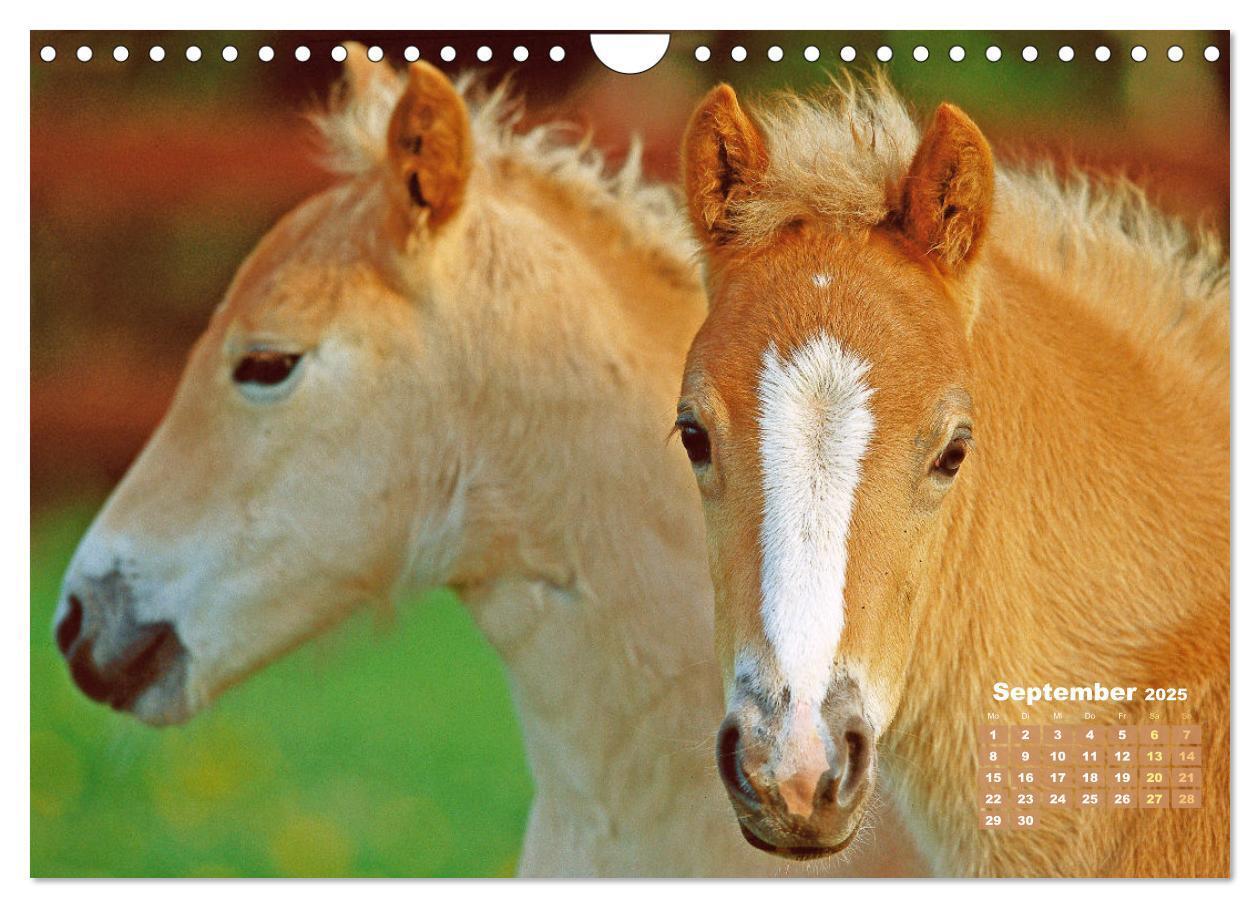 Bild: 9783457184974 | Haflinger: Die blonden Pferde von der Alm (Wandkalender 2025 DIN A4...