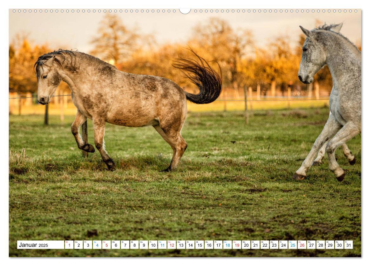 Bild: 9783435171699 | Durch das Jahr mit dem Connemara Pony Holly (Wandkalender 2025 DIN...