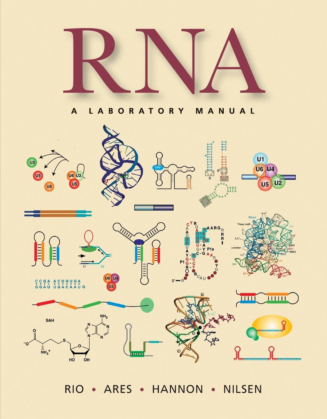 Cover: 9780879698911 | Rna | A Laboratory Manual | Donald C Rio (u. a.) | Taschenbuch | 2010