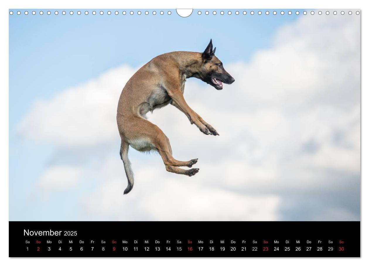 Bild: 9783435631445 | Belgischer Schäferhund - Der Malinois in Action (Wandkalender 2025...