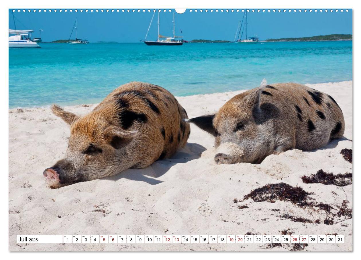 Bild: 9783435420759 | Schweine im Dauerurlaub auf den Bahamas! (Wandkalender 2025 DIN A2...