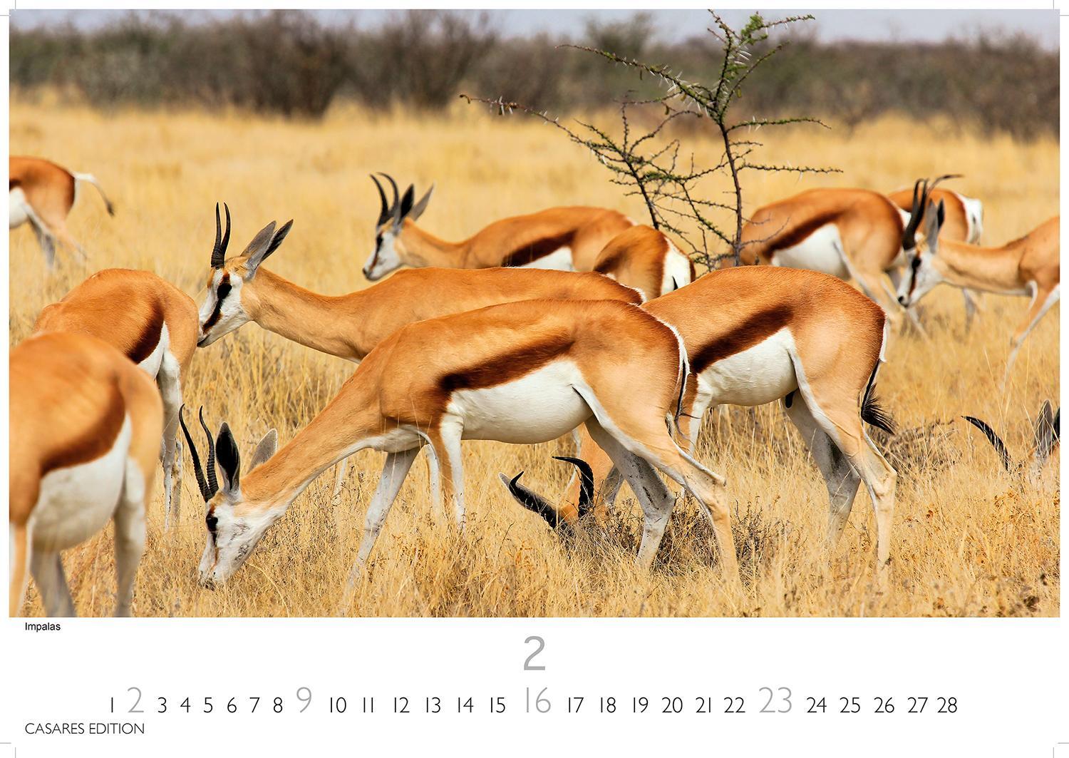 Bild: 9781835240519 | African Wildlife 2025 S 24x35 cm | Kalender | 14 S. | Deutsch | 2025