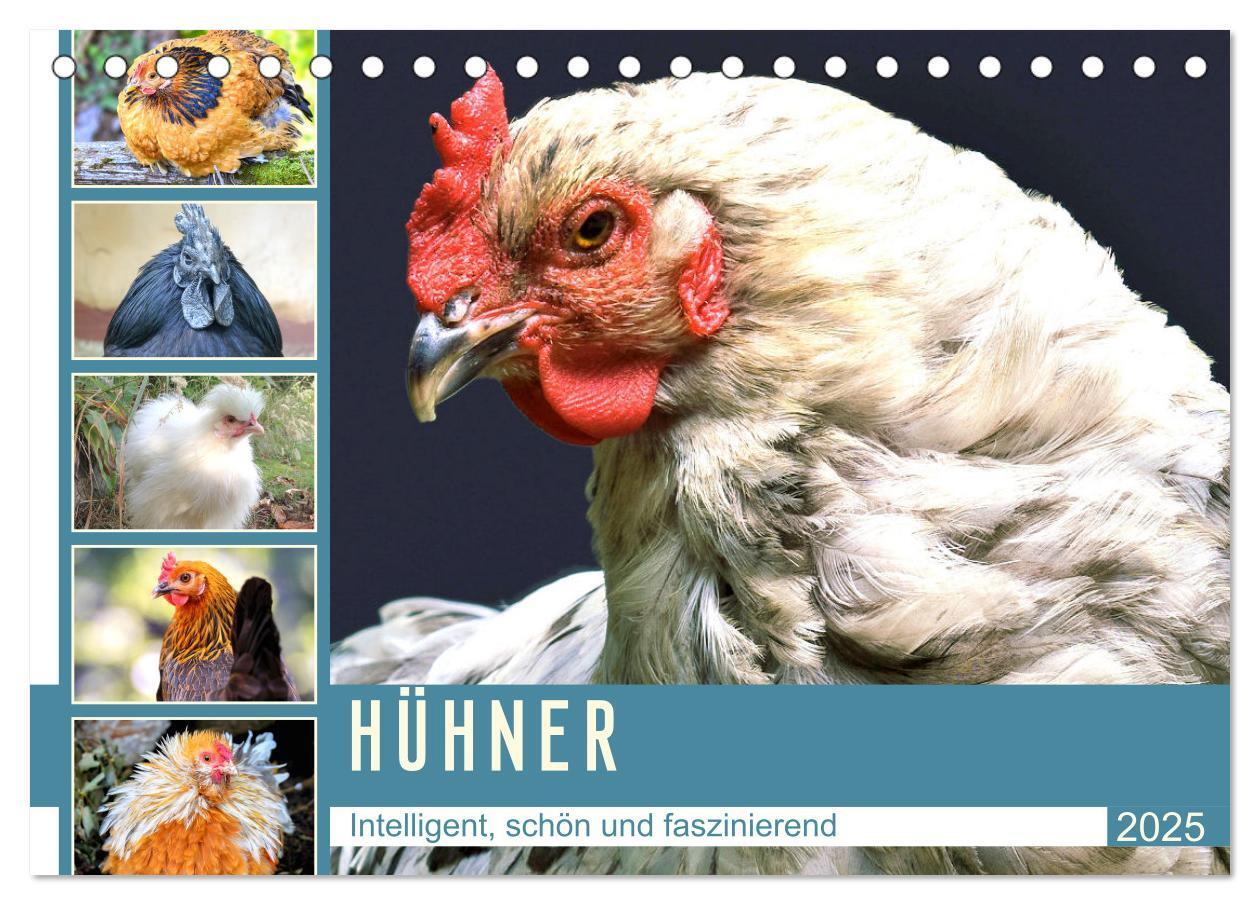 Cover: 9783435038787 | Hühner. Intelligent, schön und faszinierend (Tischkalender 2025 DIN...