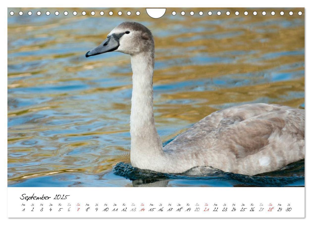 Bild: 9783435651313 | Vom Küken zum Schwan (Wandkalender 2025 DIN A4 quer), CALVENDO...