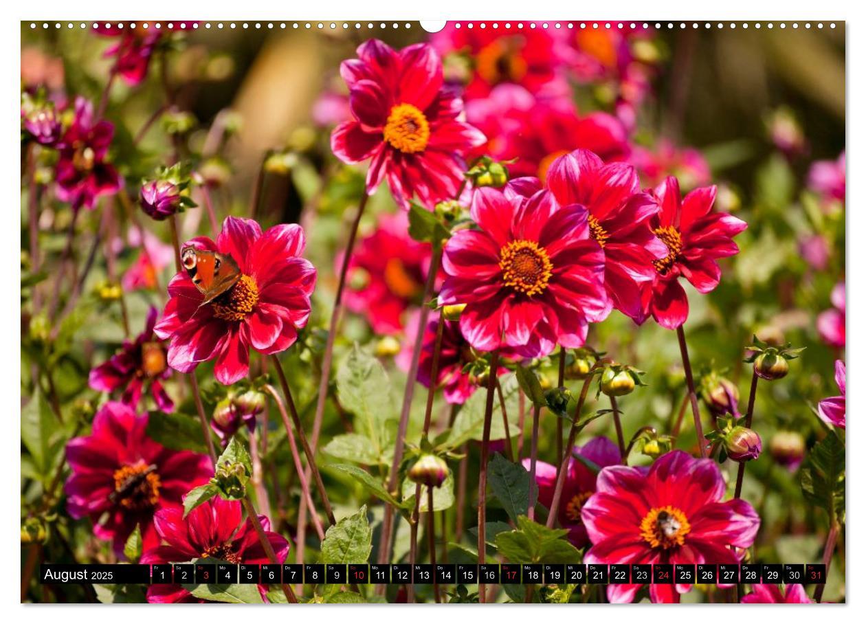 Bild: 9783435663316 | Dahlia - Dahlien (Wandkalender 2025 DIN A2 quer), CALVENDO...