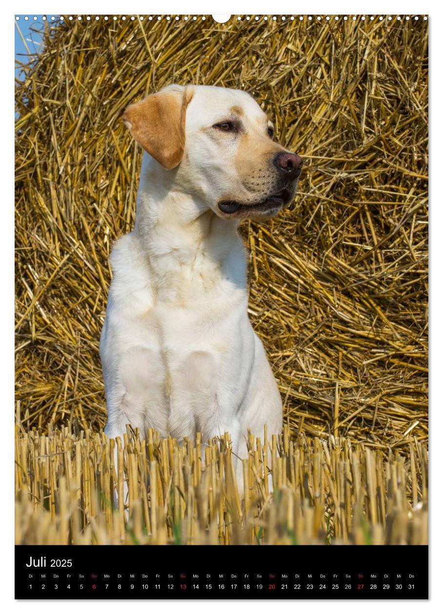 Bild: 9783457048573 | Faszination Labrador Retriever (Wandkalender 2025 DIN A2 hoch),...