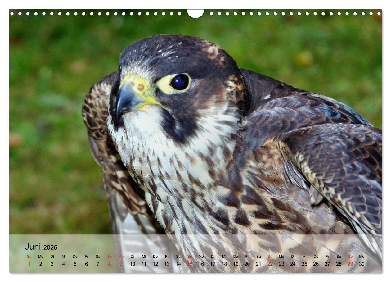 Bild: 9783435651153 | Falken und Greifvögel. Edle Jäger (Wandkalender 2025 DIN A3 quer),...